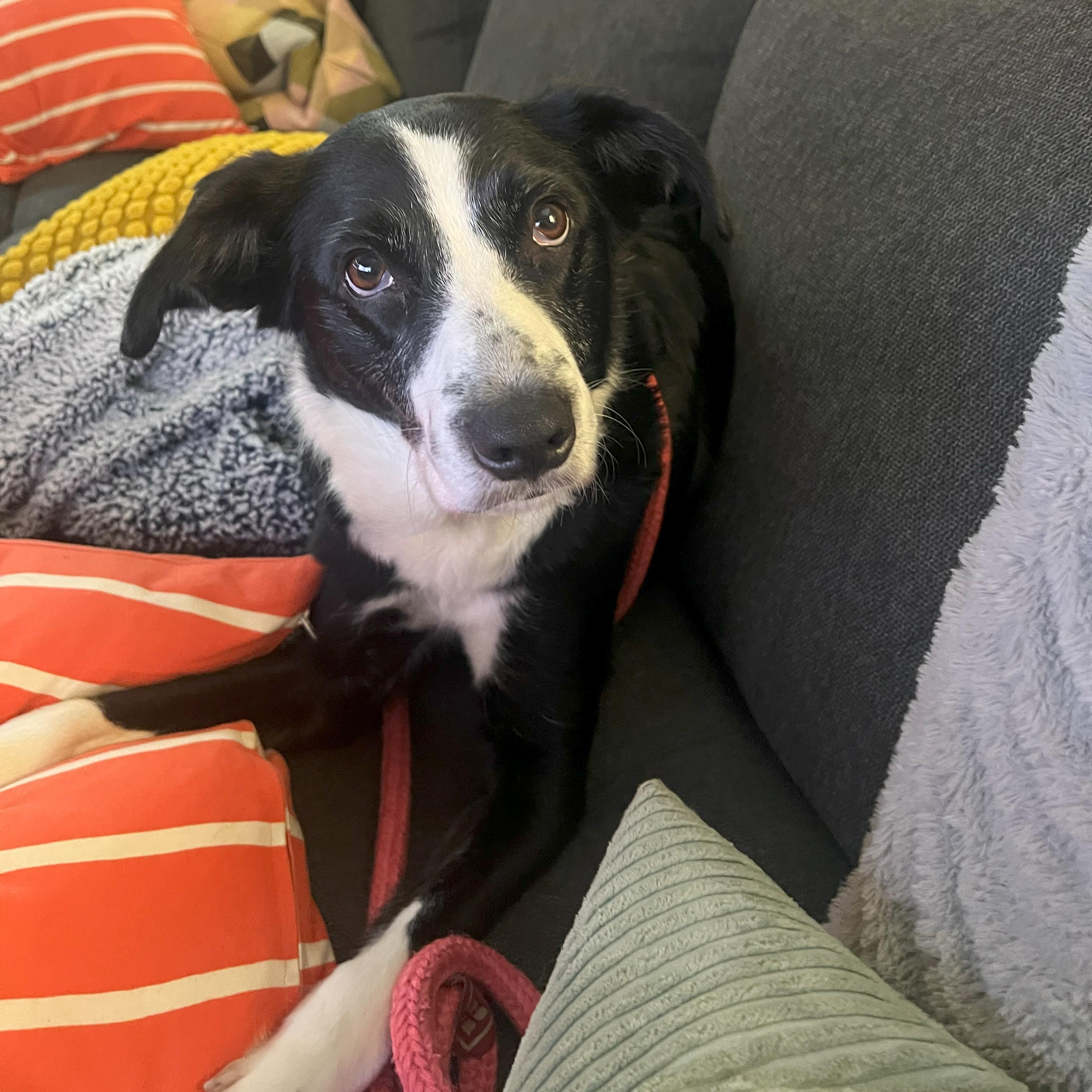 Enlarge Minnie, a Adoptable mixed breed in Normal, IL image 3/6