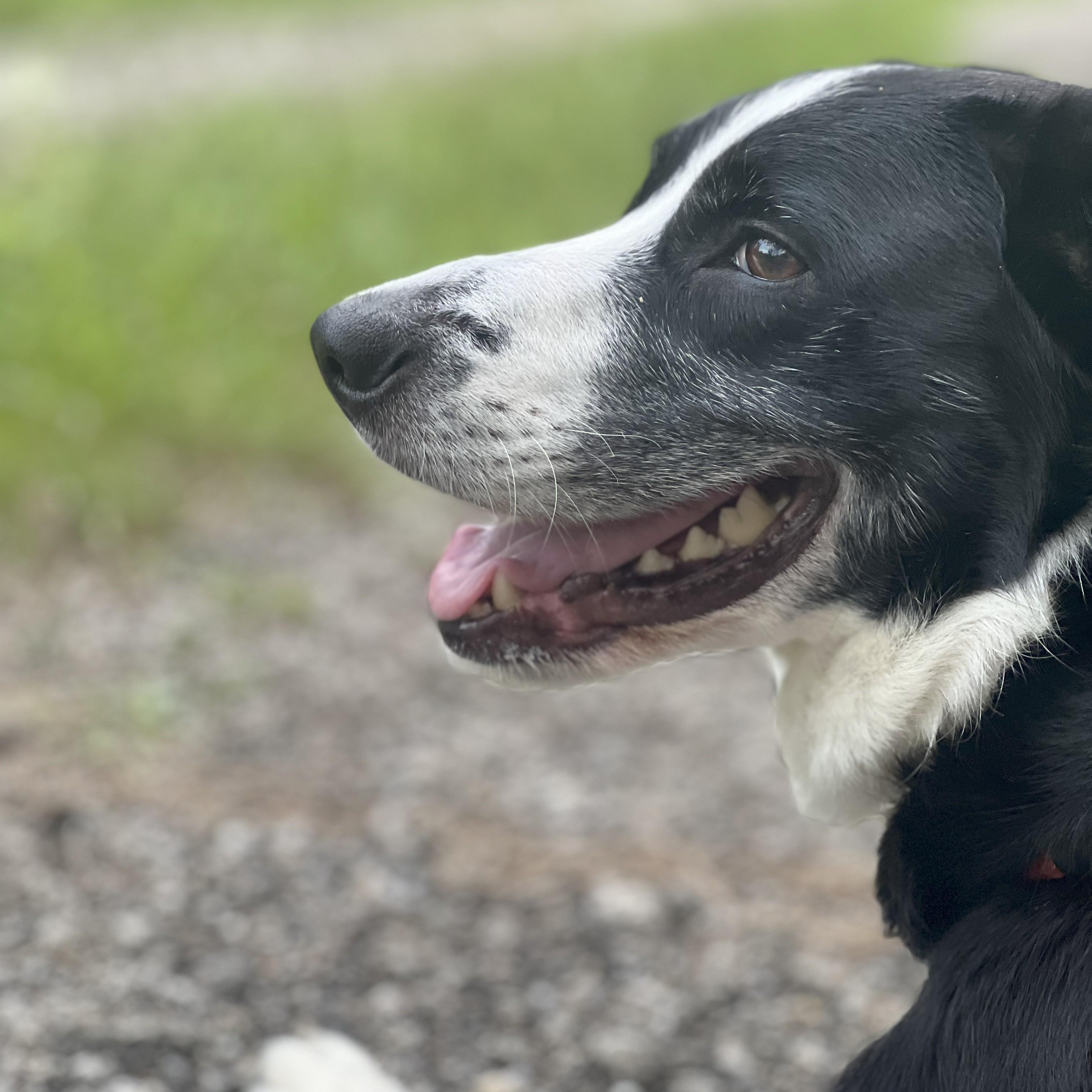 Enlarge Minnie, a Adoptable mixed breed in Normal, IL image 6/6