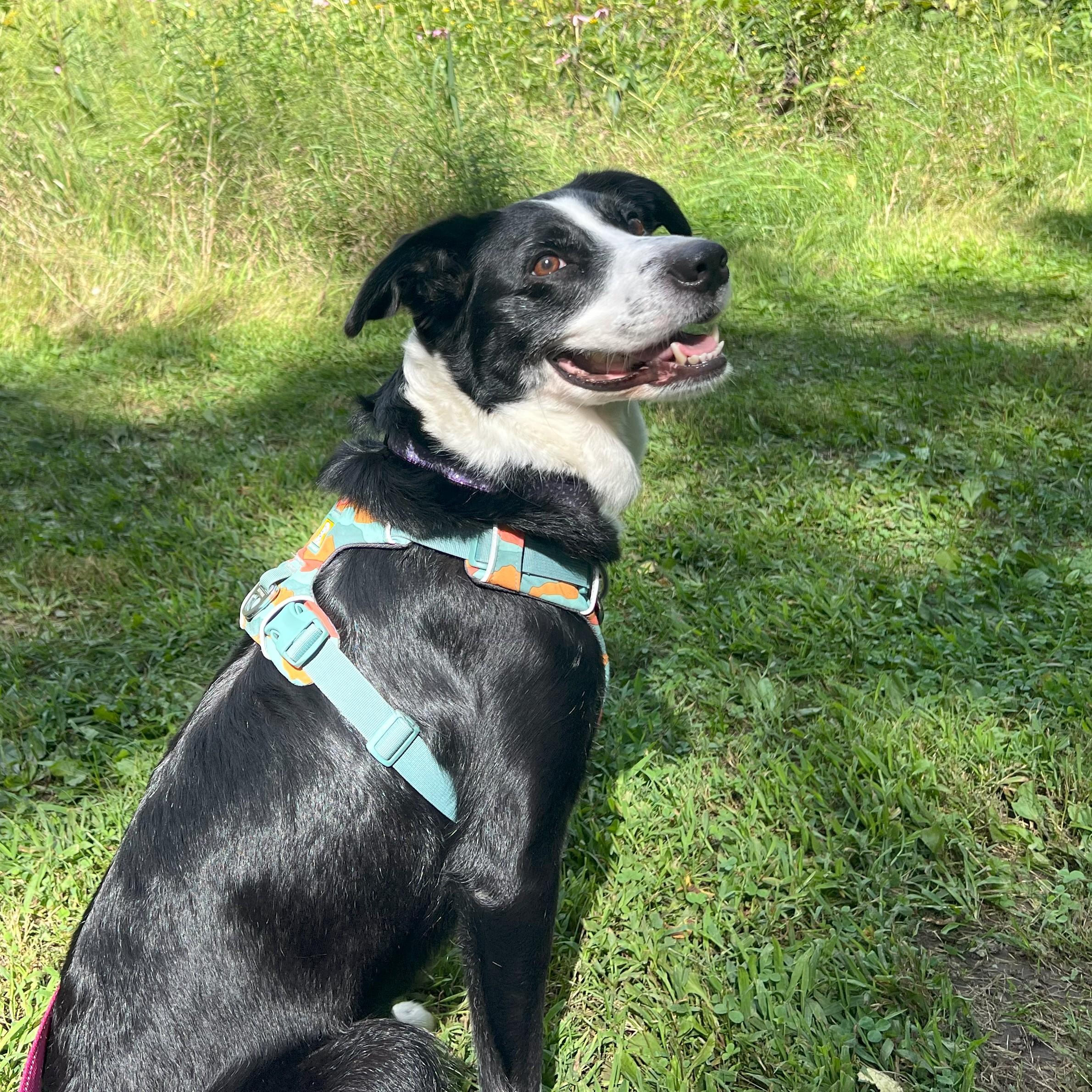 Enlarge Minnie, a Adoptable mixed breed in Normal, IL image 4/6