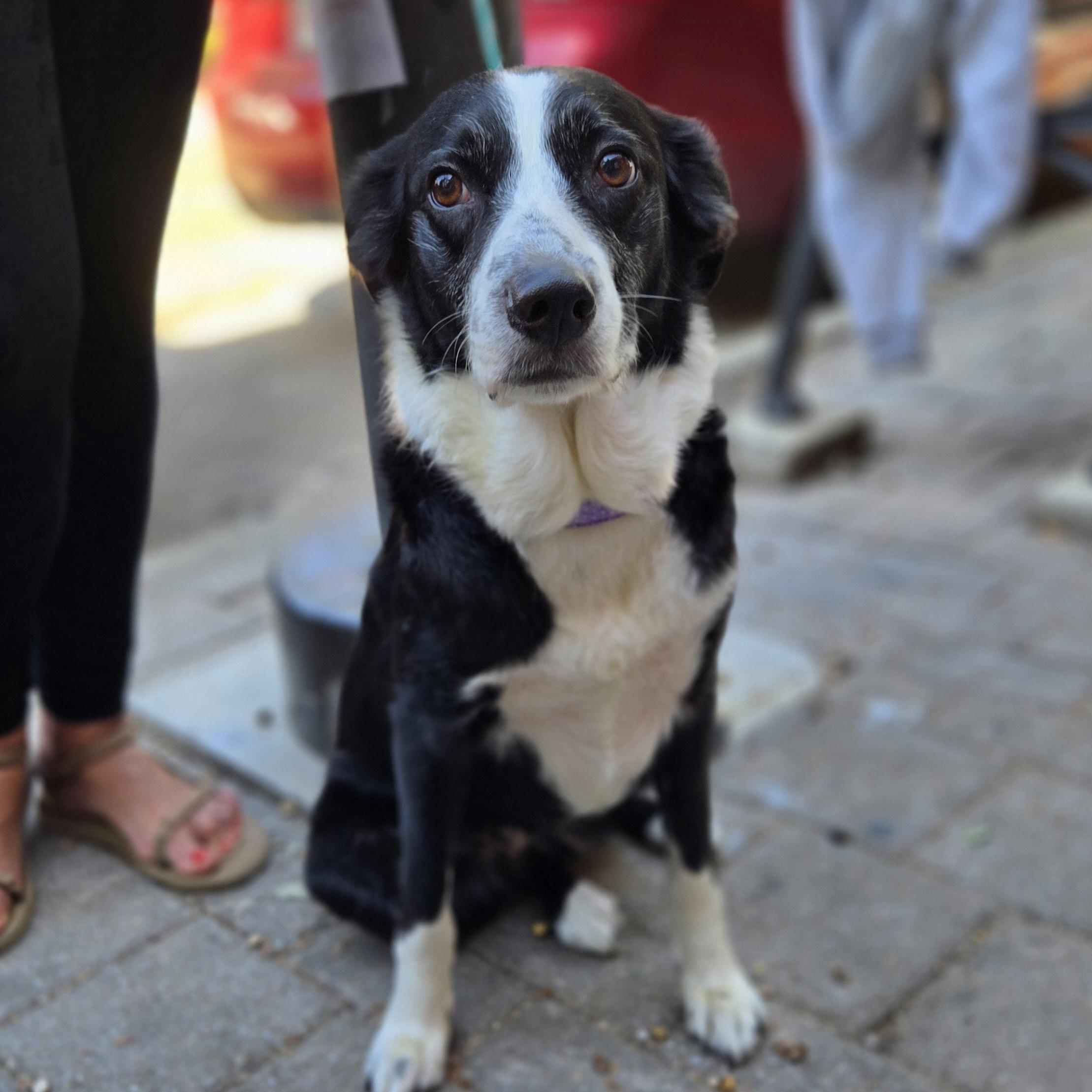 Enlarge Minnie, a Adoptable mixed breed in Normal, IL image 2/6