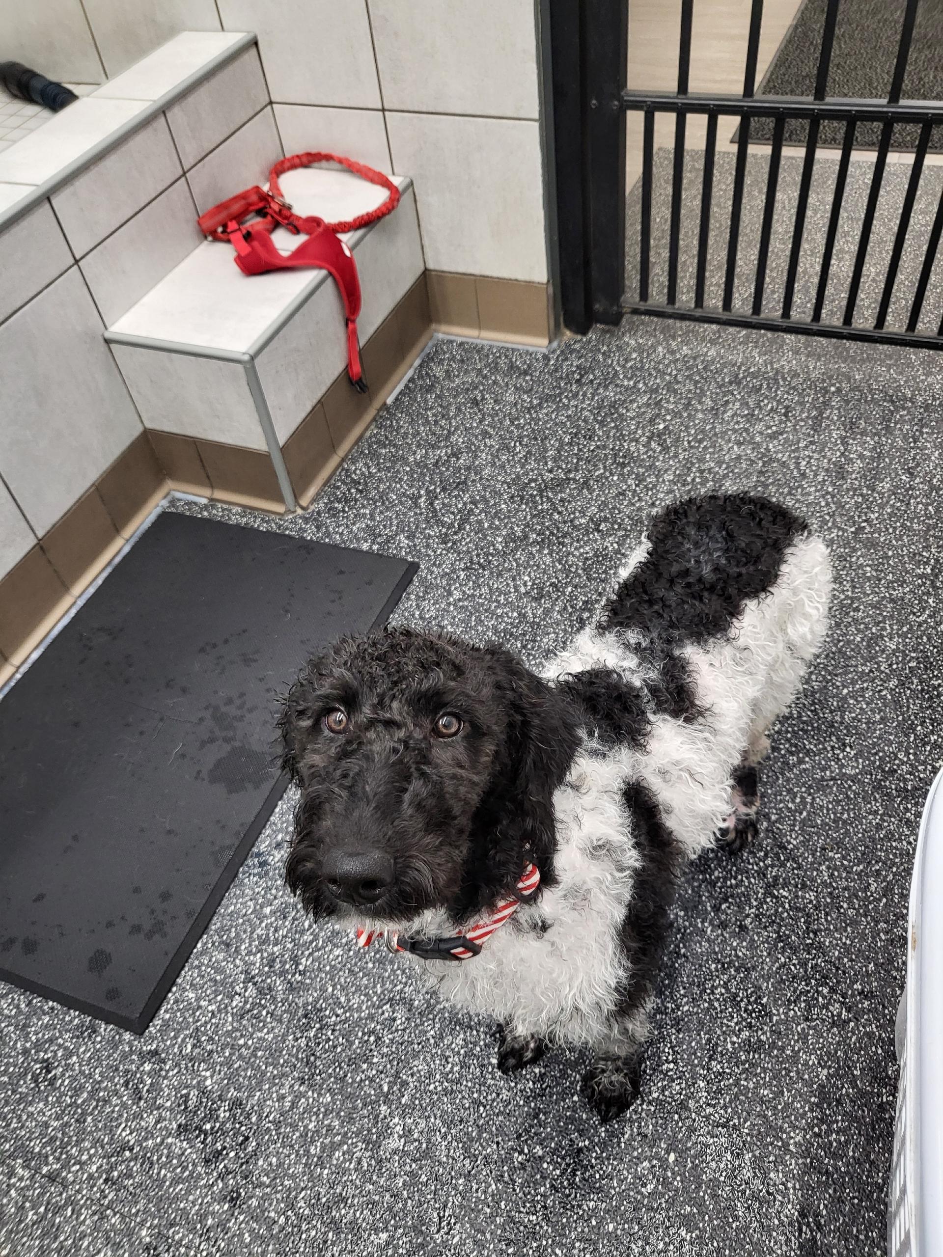 Enlarge Dakota , an adopted mixed breed in Huntington, NY image 2/6