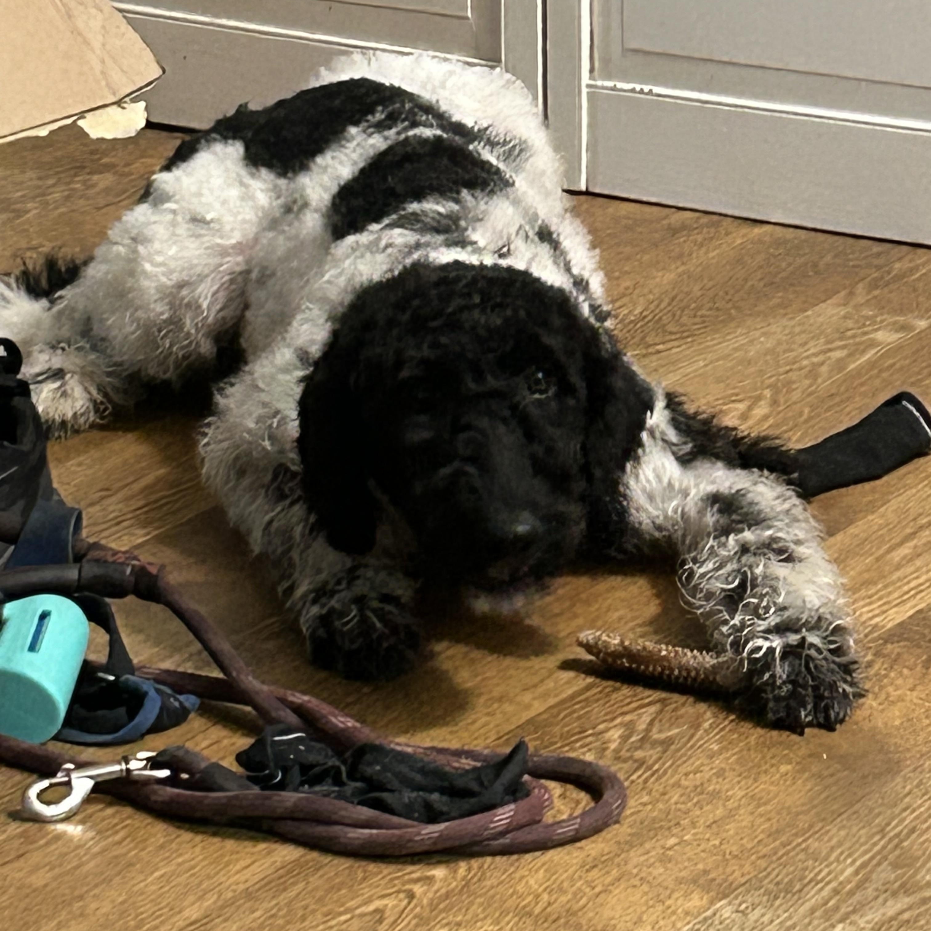 Enlarge Dakota , an adopted mixed breed in Huntington, NY image 4/6