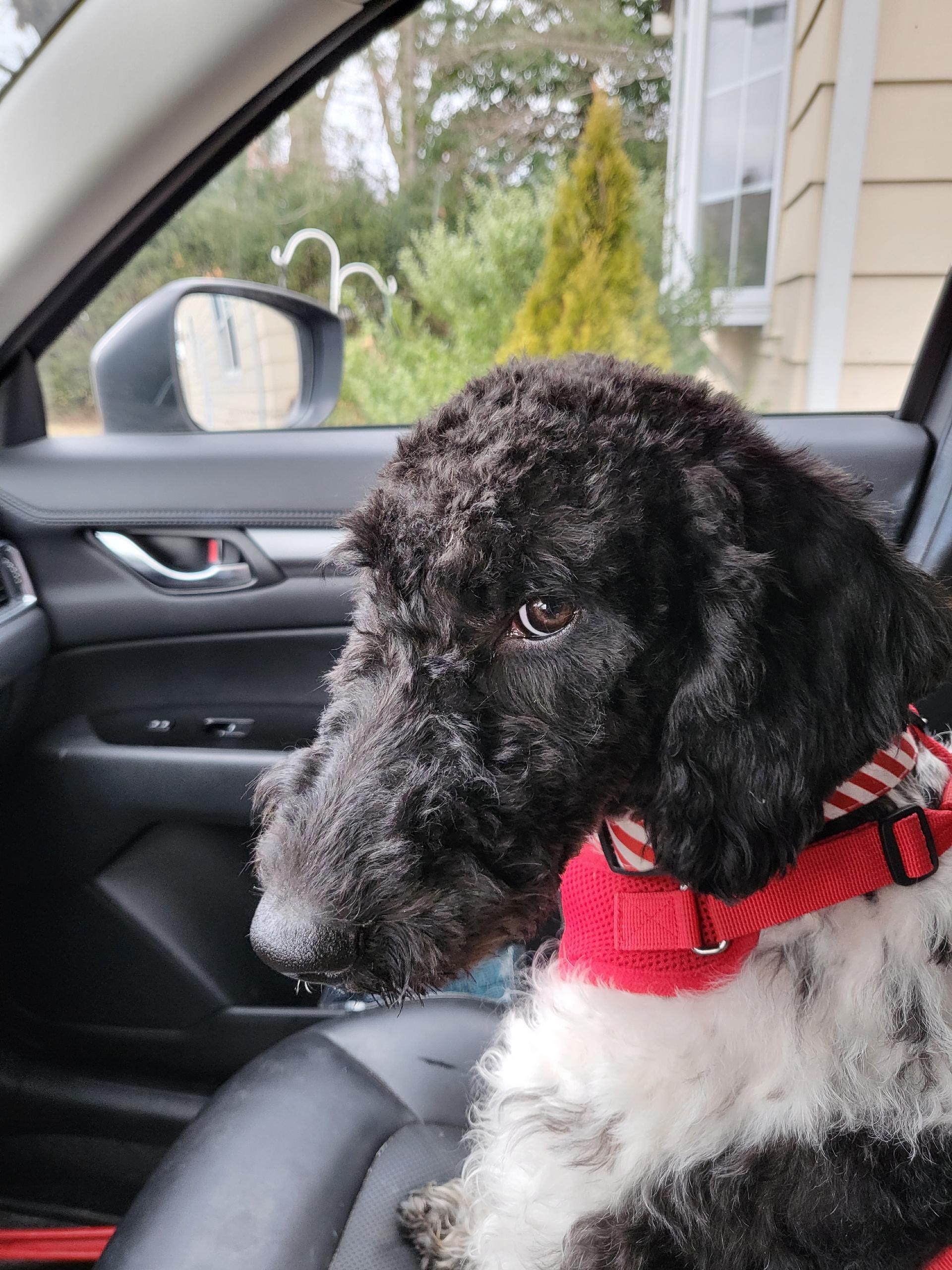 Enlarge Dakota , an adopted mixed breed in Huntington, NY image 5/6