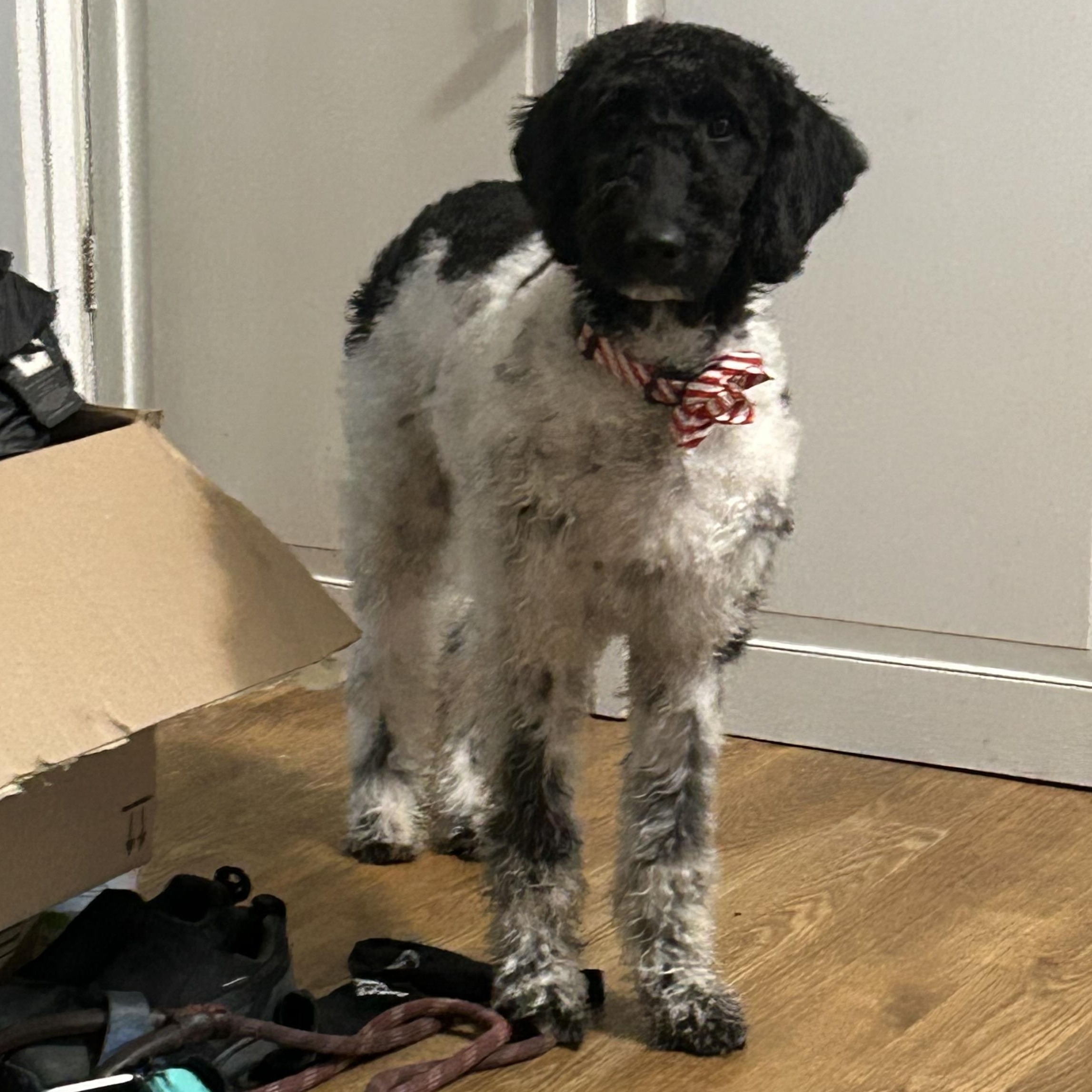 Enlarge Dakota , an adopted mixed breed in Huntington, NY image 3/6