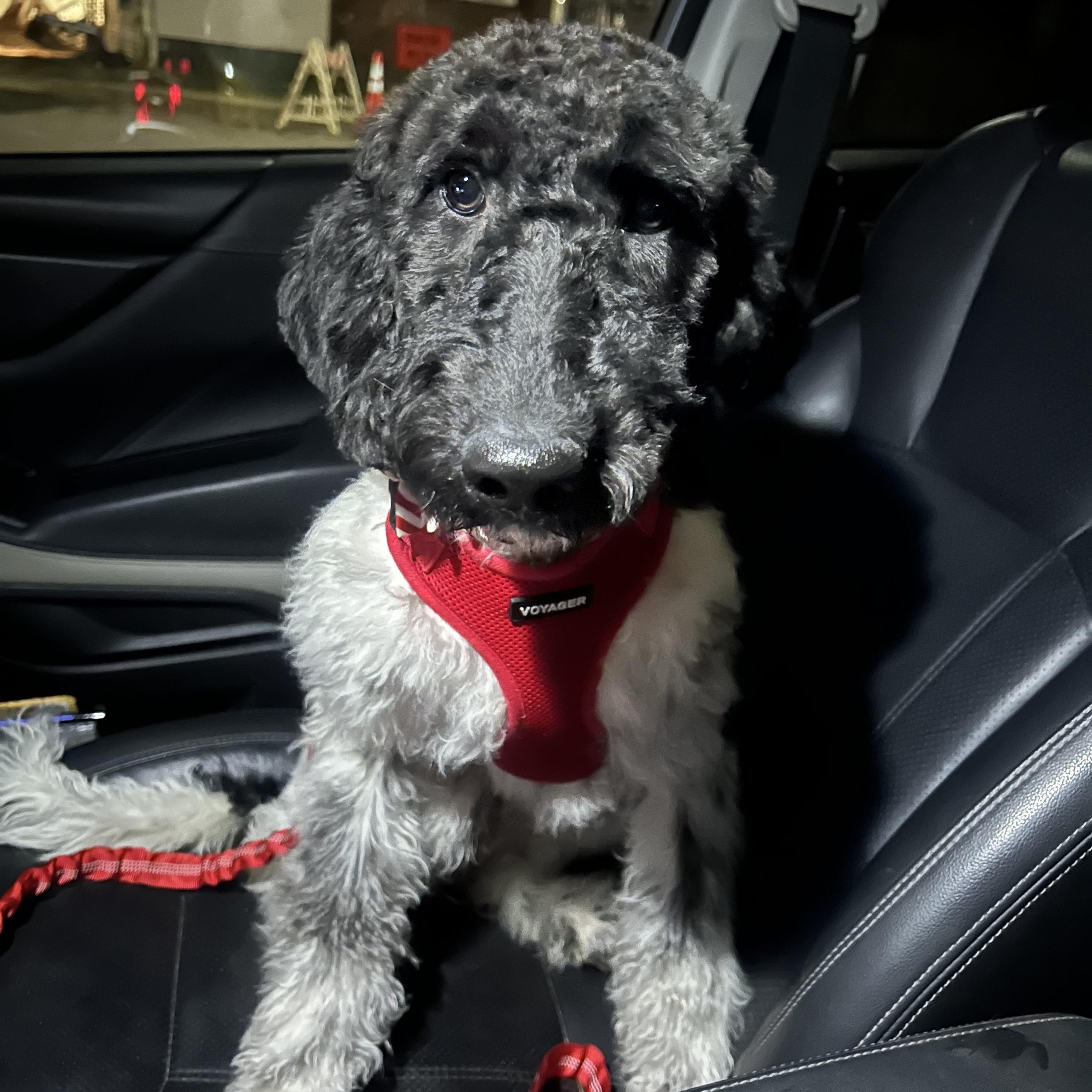 Dakota , adopted, Puppy Female Aussiedoodle.