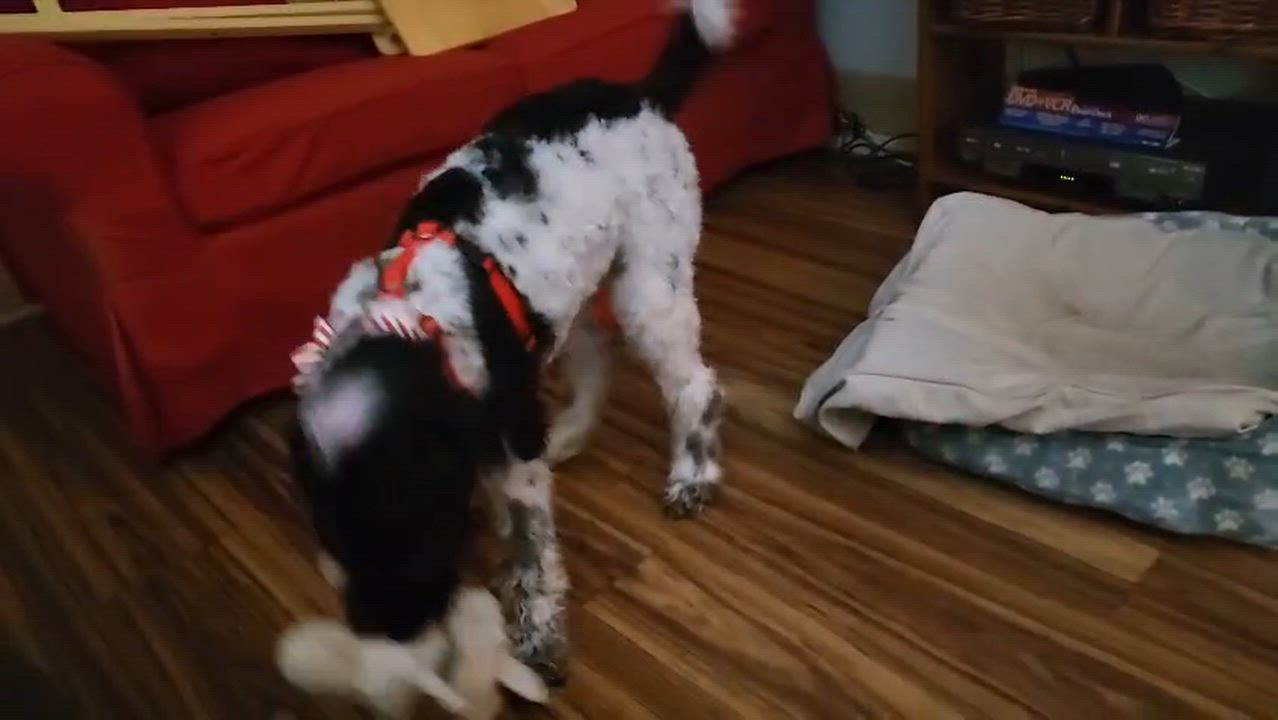 Enlarge Dakota , an adopted mixed breed in Huntington, NY video 6/6