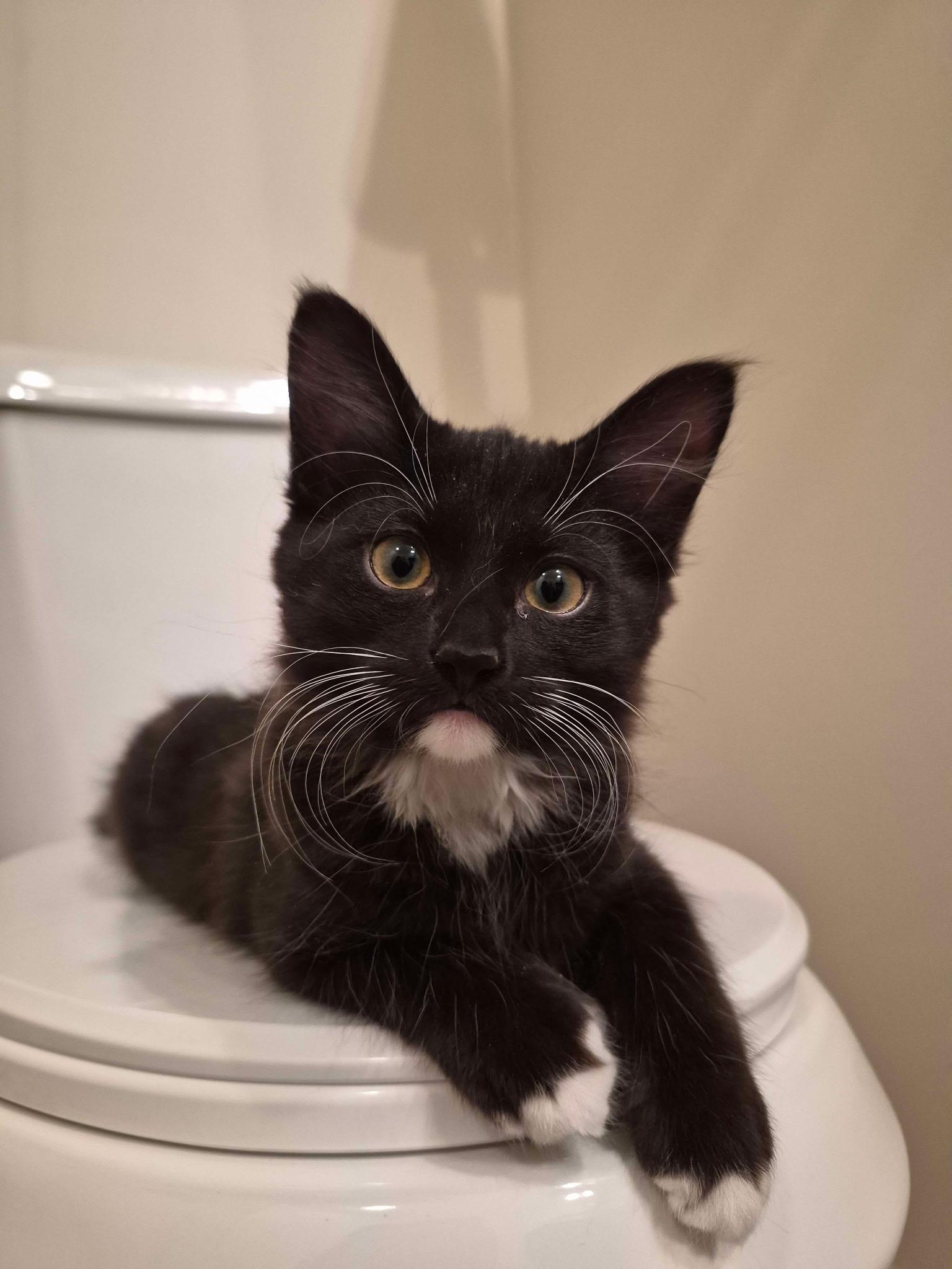 Smokey, ADOPTABLE, Kitten Female Domestic Medium Hair.