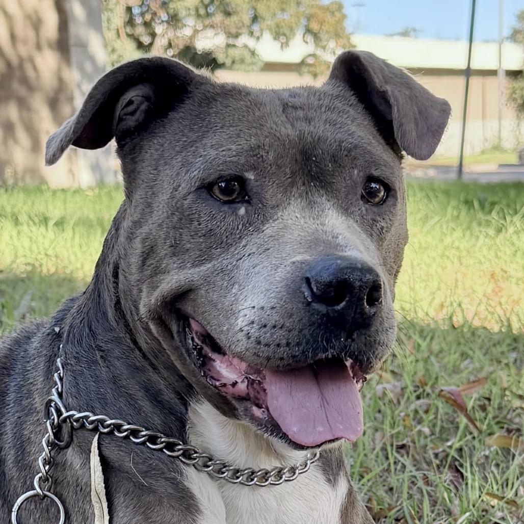 Agatha - ECAS, Adoptable, Senior Female Pit Bull Terrier.