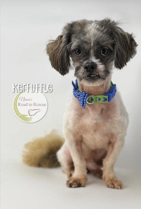 Kerfuffle, Adoptable, Adult Male Lhasa Apso.