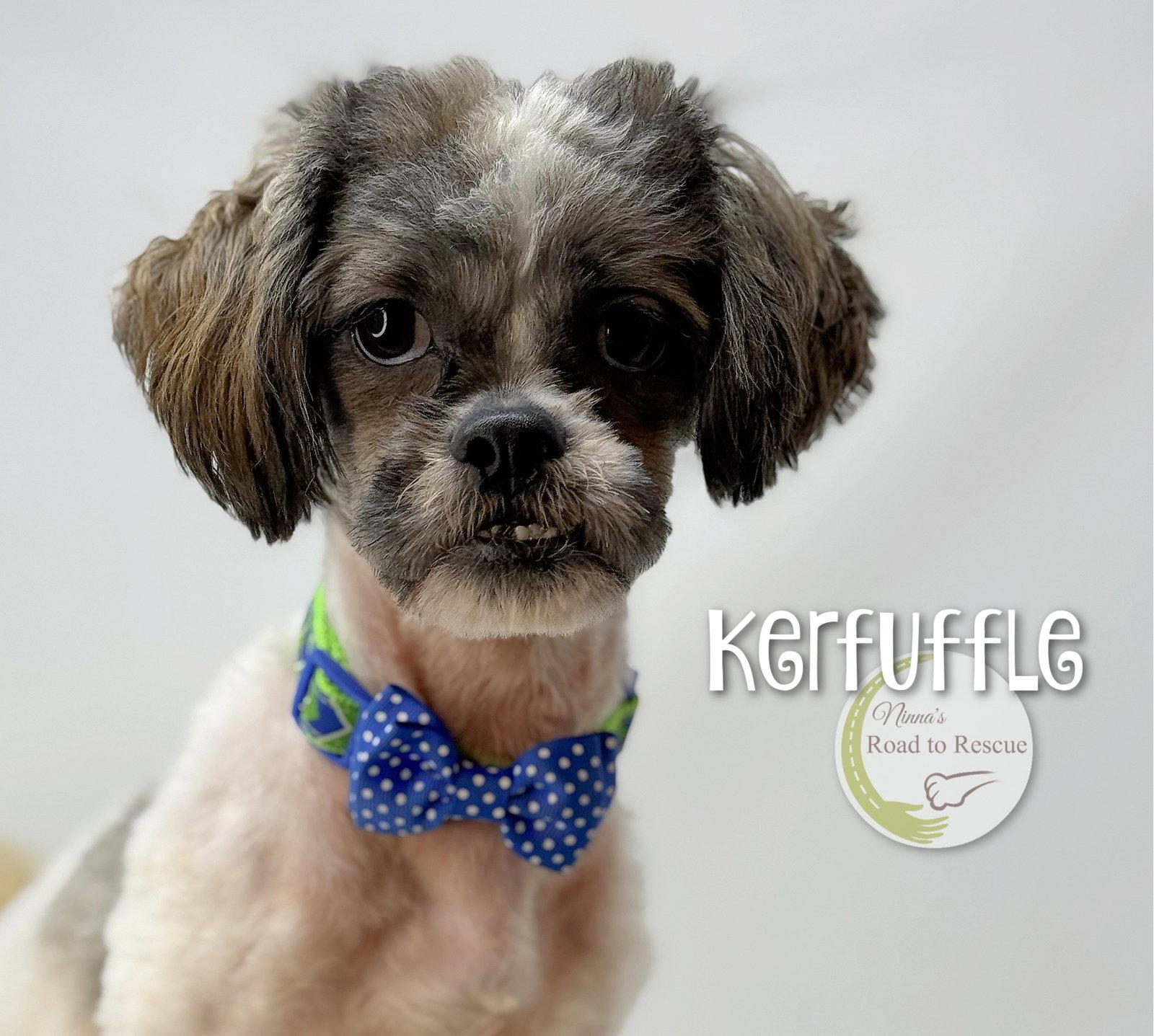 Enlarge Kerfuffle, a Adoptable Lhasa Apso in Benton, LA image 2/3