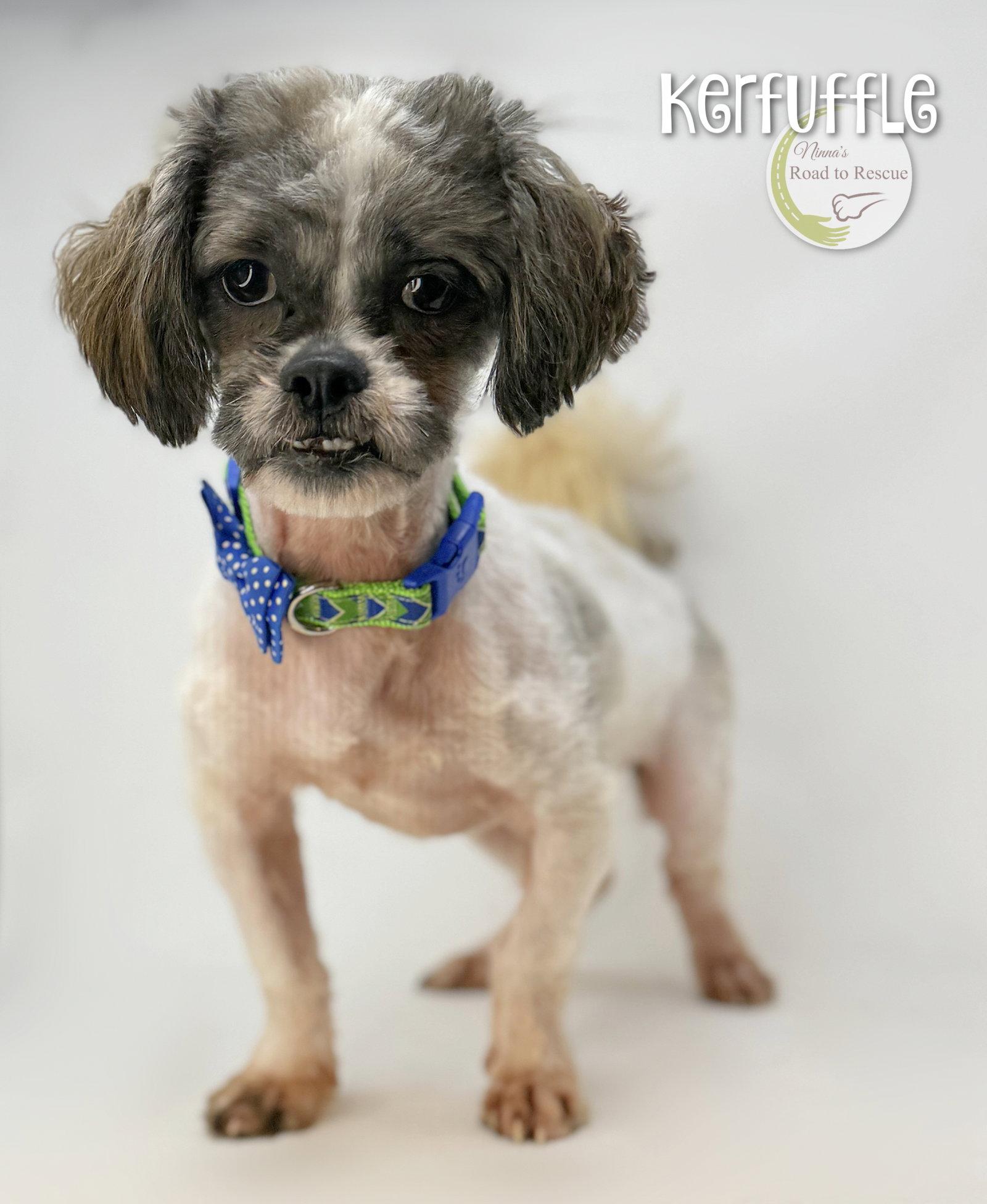 Enlarge Kerfuffle, a Adoptable Lhasa Apso in Benton, LA image 3/3