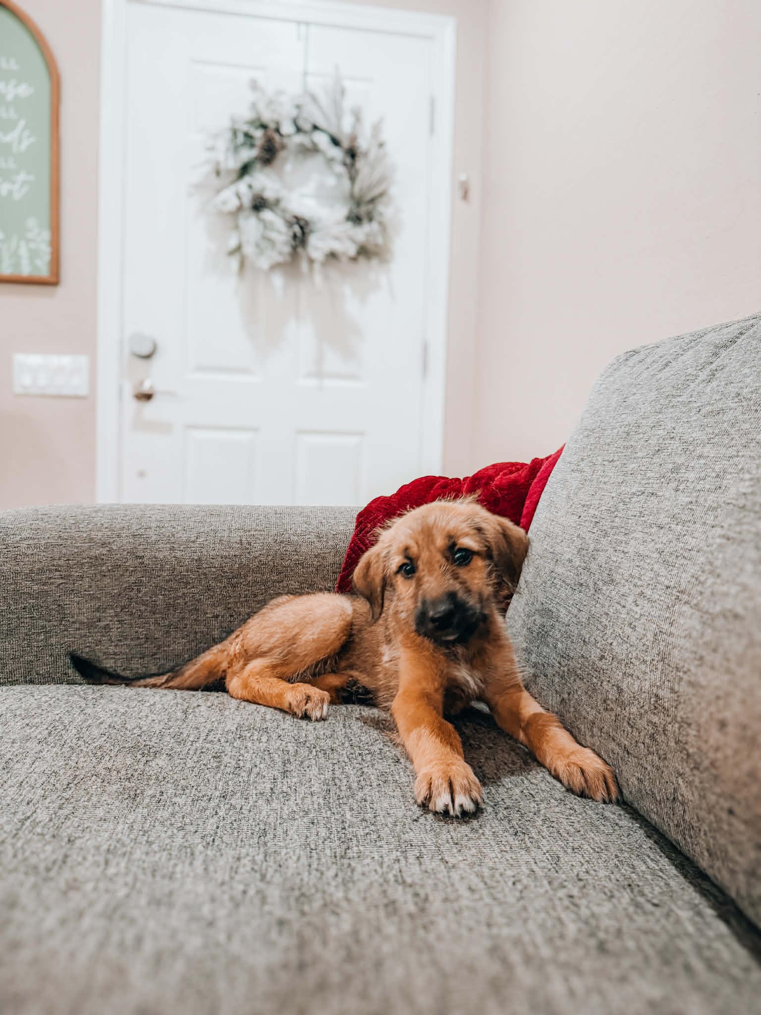 Sugarplum, ADOPTABLE, Puppy Female German Shepherd Dog & Border Terrier.