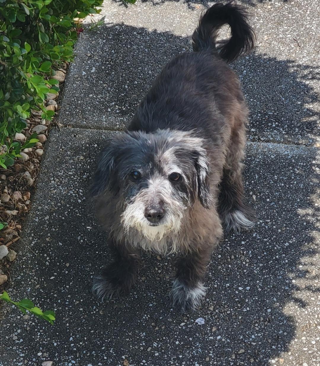 Enlarge Georgie, an adopted mixed breed in greer, SC image 3/4