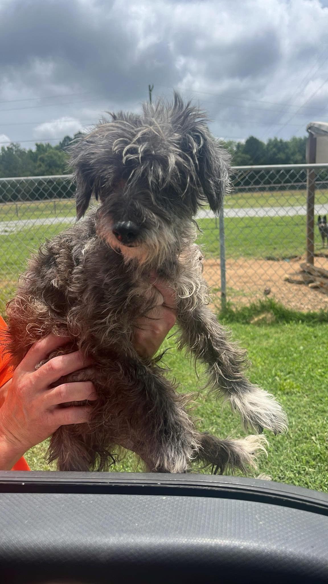 Enlarge Georgie, an adopted mixed breed in greer, SC image 4/4