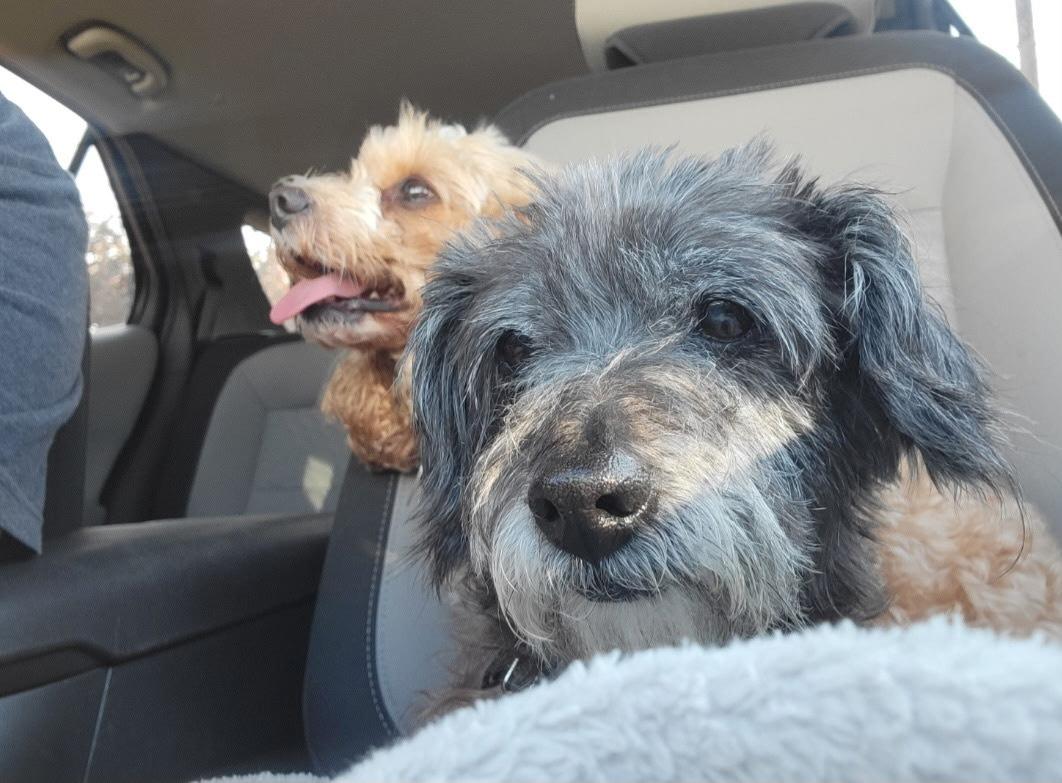 Enlarge Georgie, an adopted mixed breed in greer, SC image 2/4