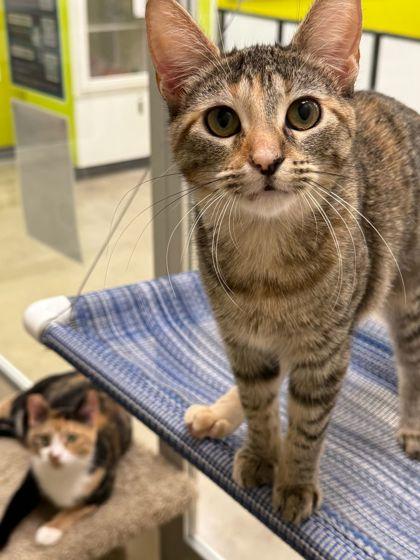 Buffy, Adoptable, Kitten Female Domestic Short Hair & Domestic Short Hair.