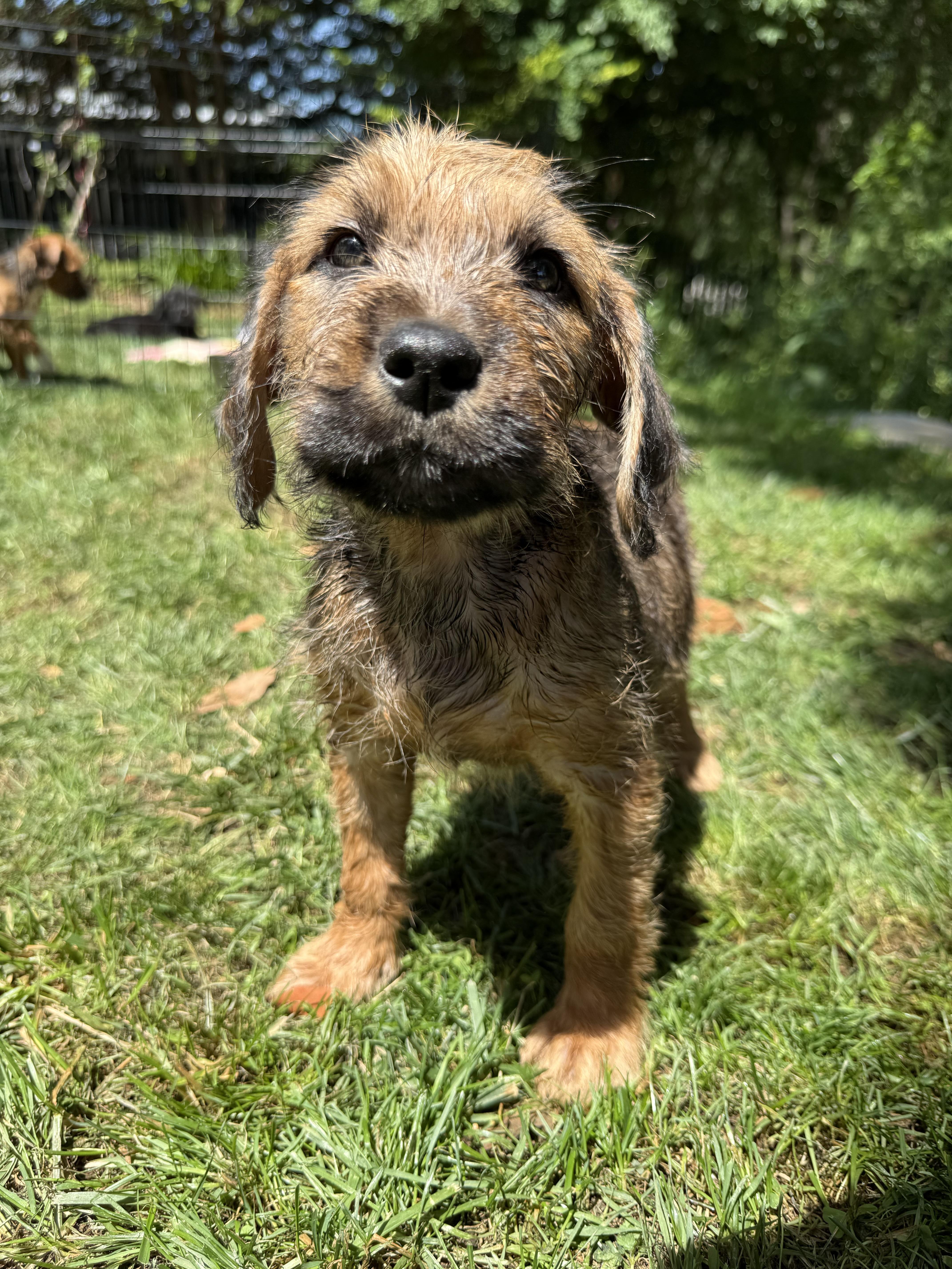 Tammy, a Adopted Irish Terrier in Hillsborough, NC image 1/6