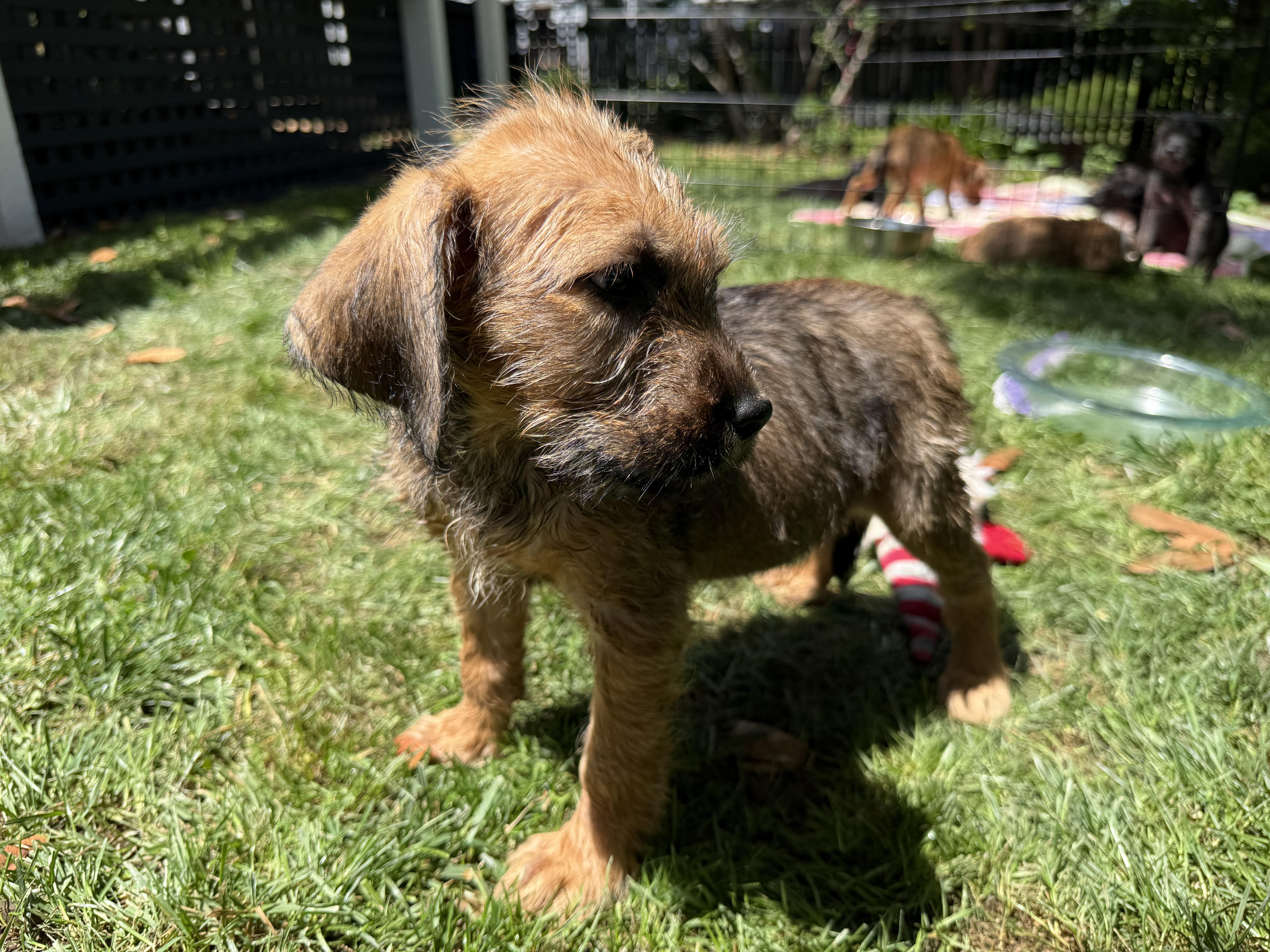Tammy, a Adopted Irish Terrier in Hillsborough, NC image 2/6