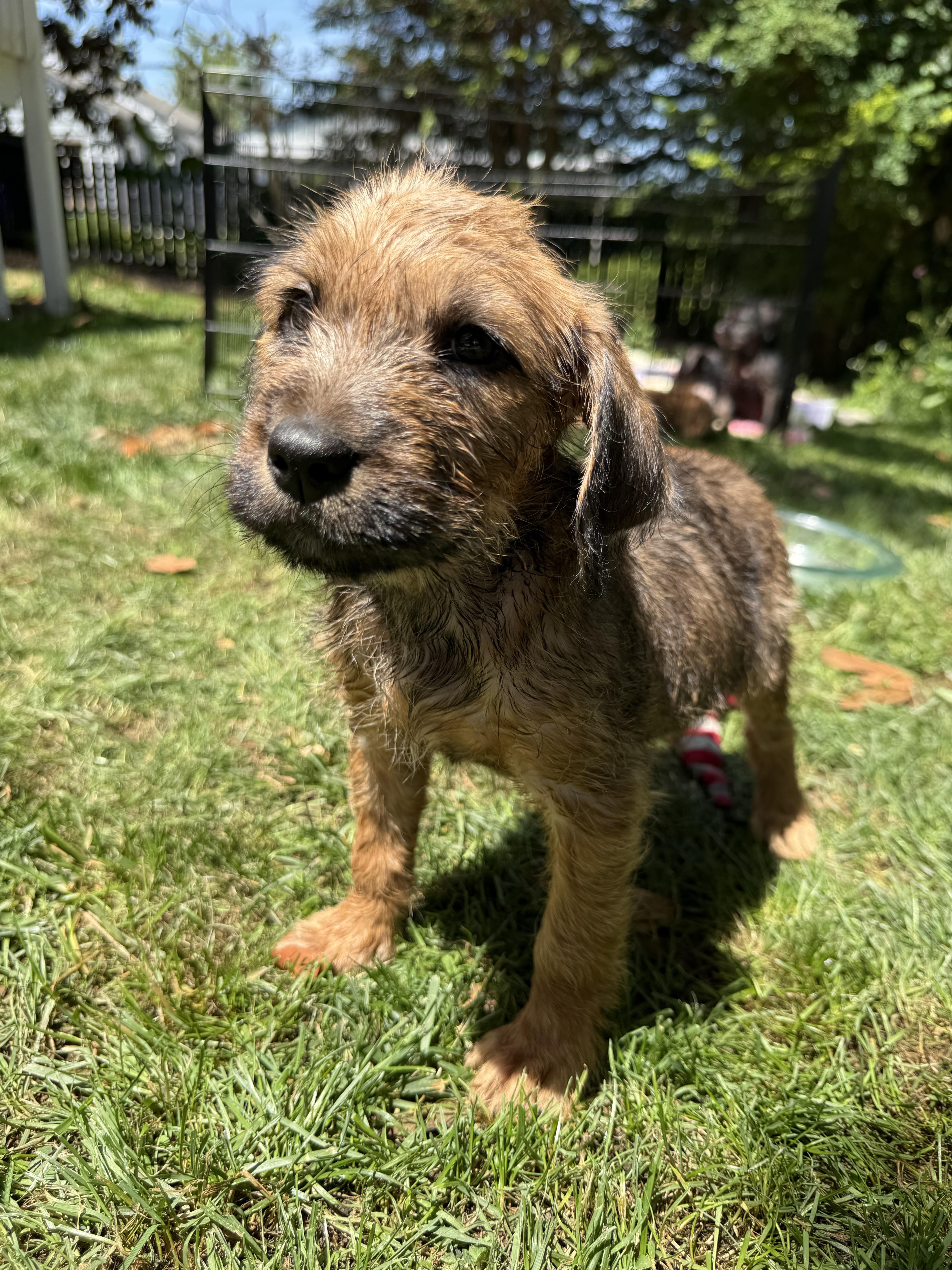 Tammy, a Adopted Irish Terrier in Hillsborough, NC image 3/6