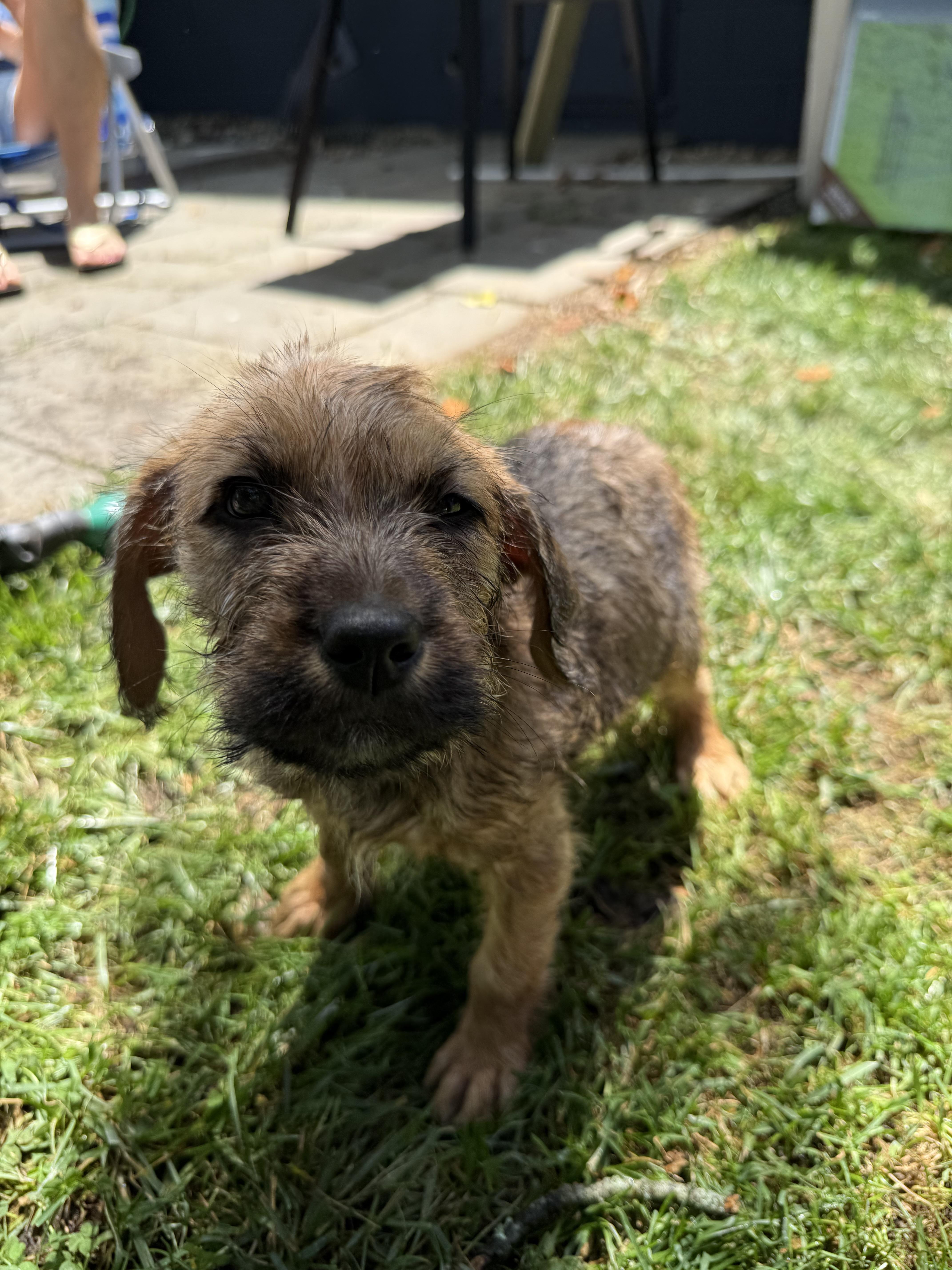 Tammy, a Adopted Irish Terrier in Hillsborough, NC image 4/6