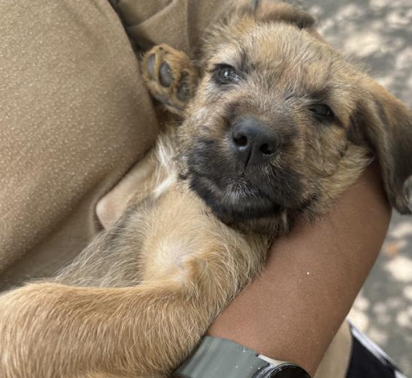 Tammy, a Adopted Irish Terrier in Hillsborough, NC image 5/6