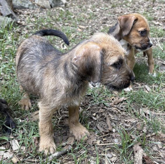Tammy, a Adopted Irish Terrier in Hillsborough, NC image 6/6
