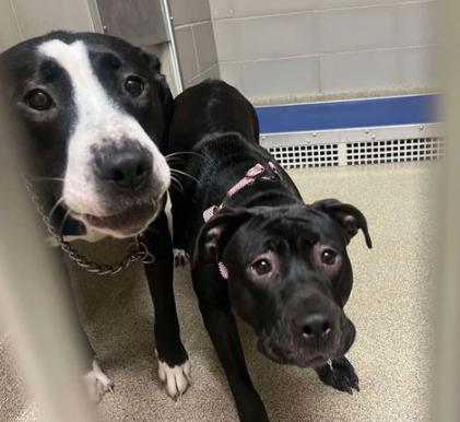 179324 Splitty & 179323 Fleur *BONDED PAIR*