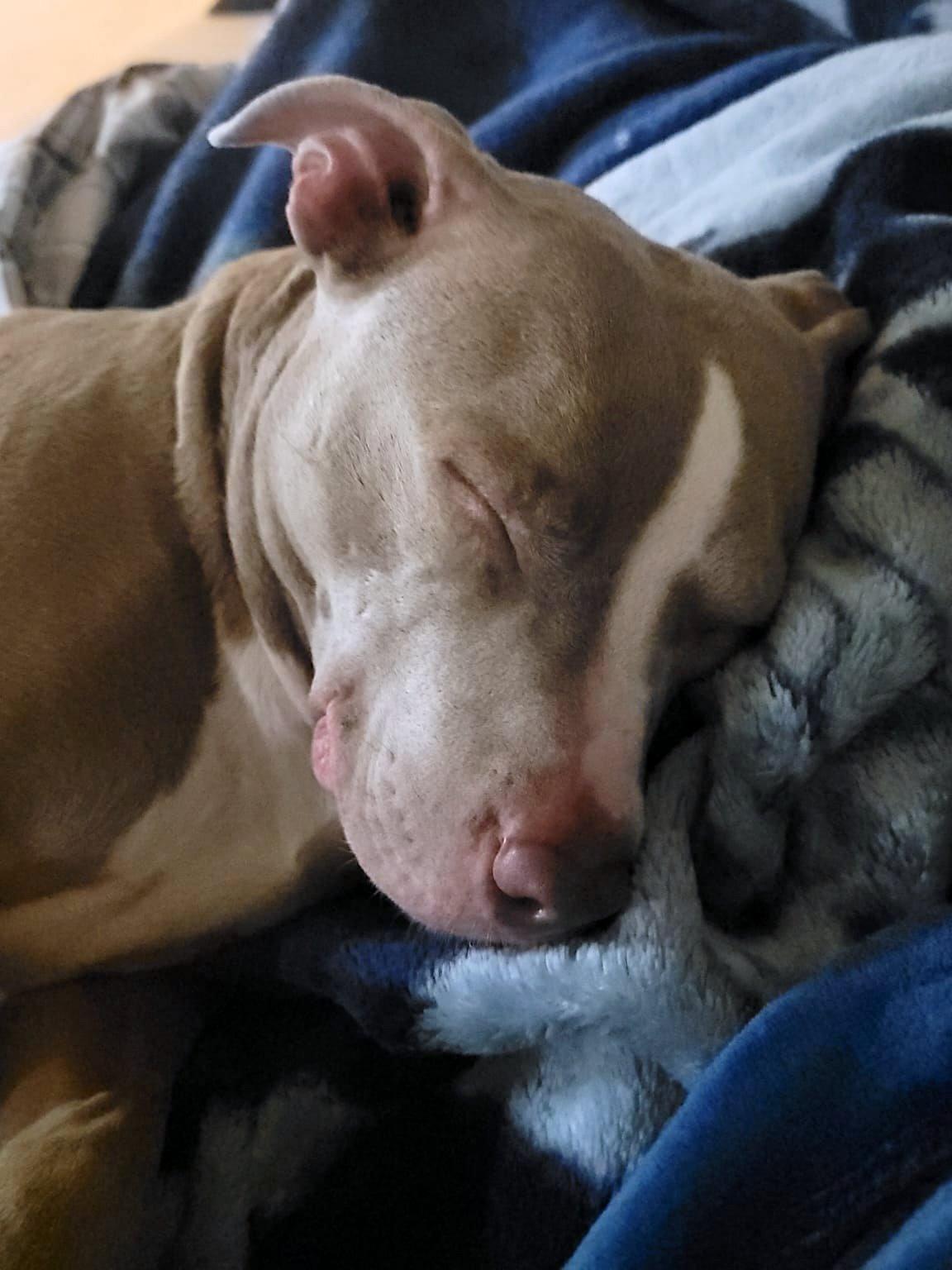 Ruby, Adopted, Adult Female American Staffordshire Terrier.