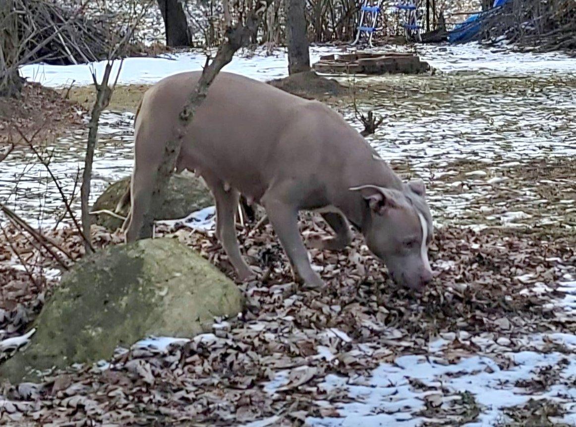 Enlarge Ruby, a Adopted American Staffordshire Terrier in Ottawa, ON image 2/6