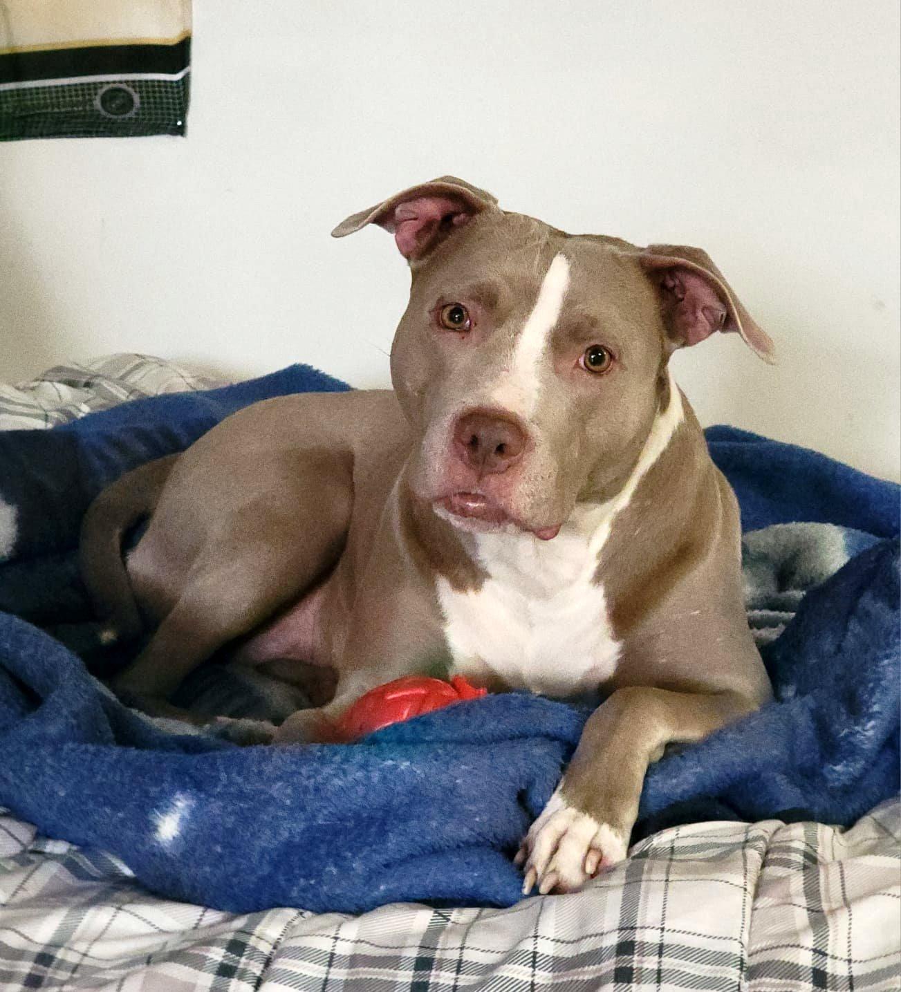 Enlarge Ruby, a Adopted American Staffordshire Terrier in Ottawa, ON image 3/6