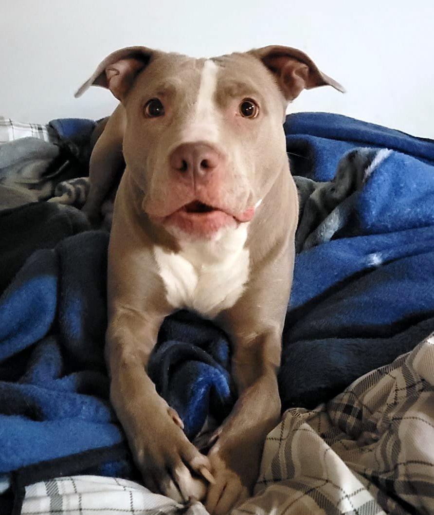 Ruby, Adopted, Adult Female American Staffordshire Terrier.