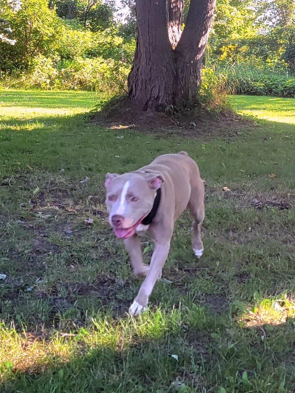 Enlarge Ruby, a Adopted American Staffordshire Terrier in Ottawa, ON image 5/6