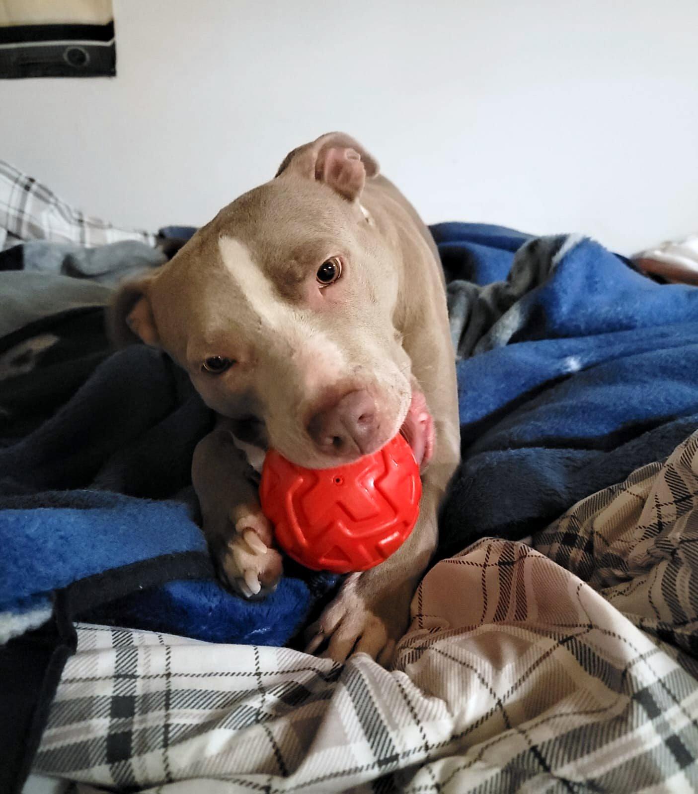 Enlarge Ruby, a Adopted American Staffordshire Terrier in Ottawa, ON image 6/6