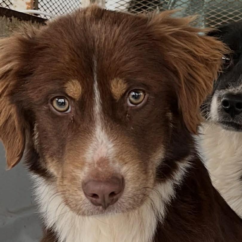 CT Ying, Adoptable, Young Male Australian Shepherd.