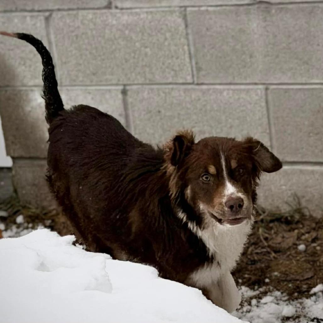Enlarge CT Ying, a Adoptable Australian Shepherd in Eastford, CT image 2/5