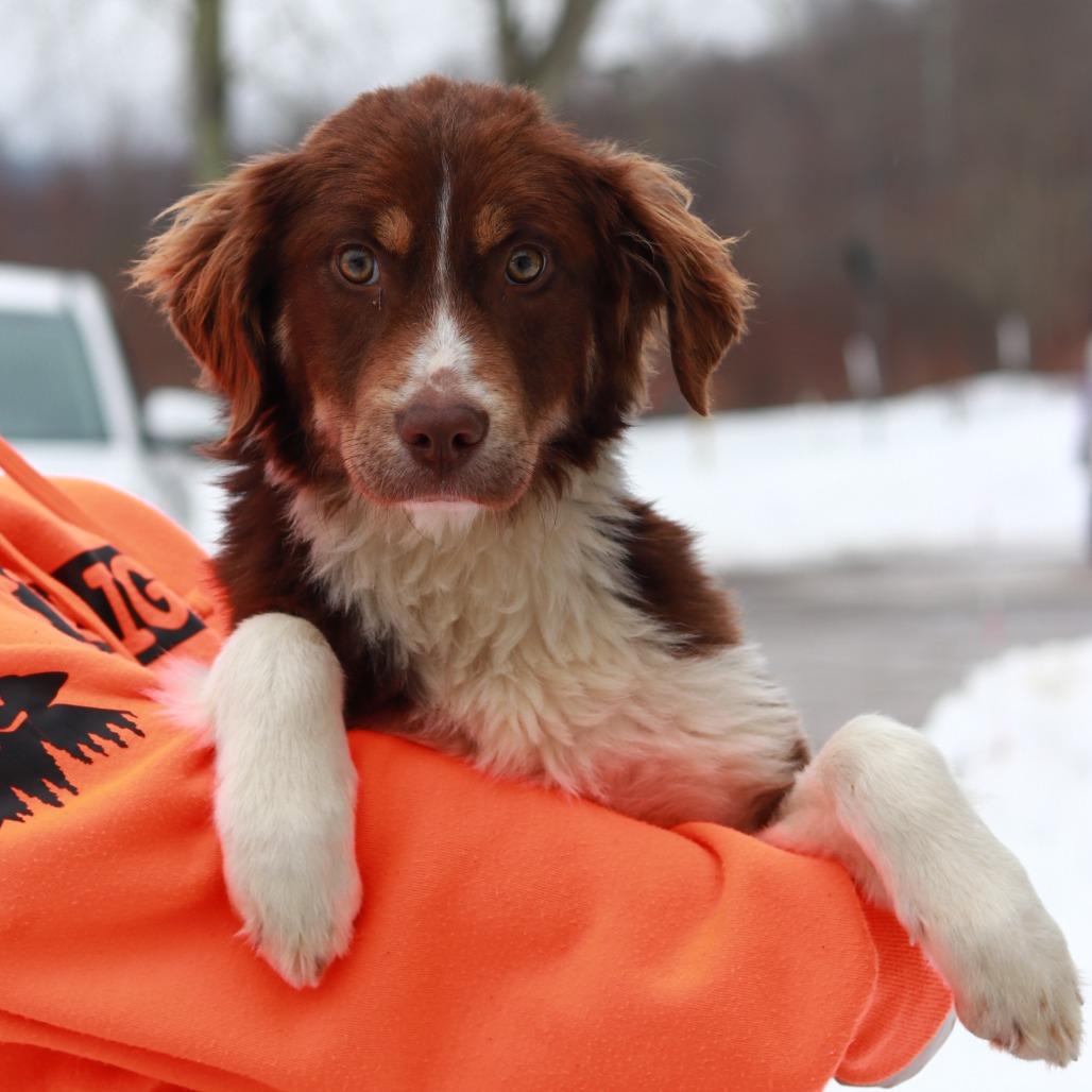 Enlarge CT Ying, a Adoptable Australian Shepherd in Eastford, CT image 3/5