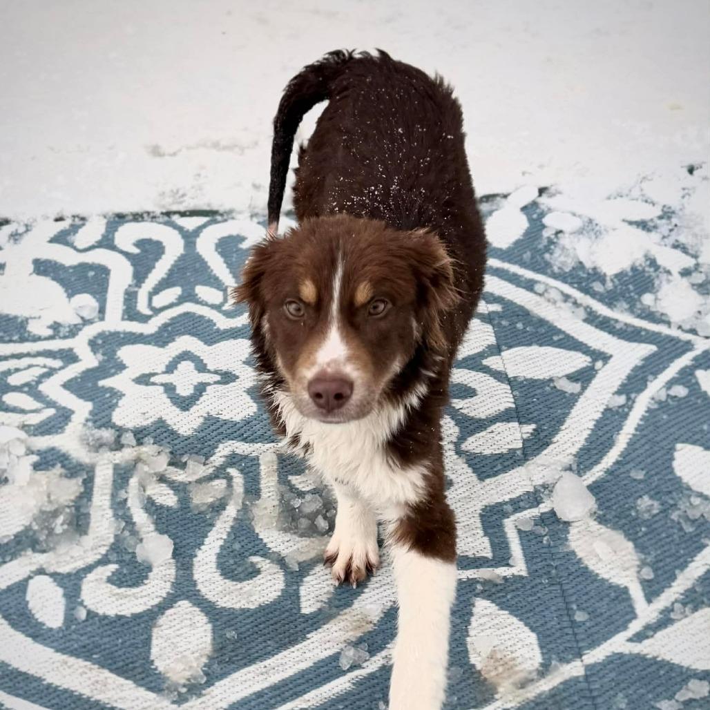 Enlarge CT Ying, a Adoptable Australian Shepherd in Eastford, CT image 4/5
