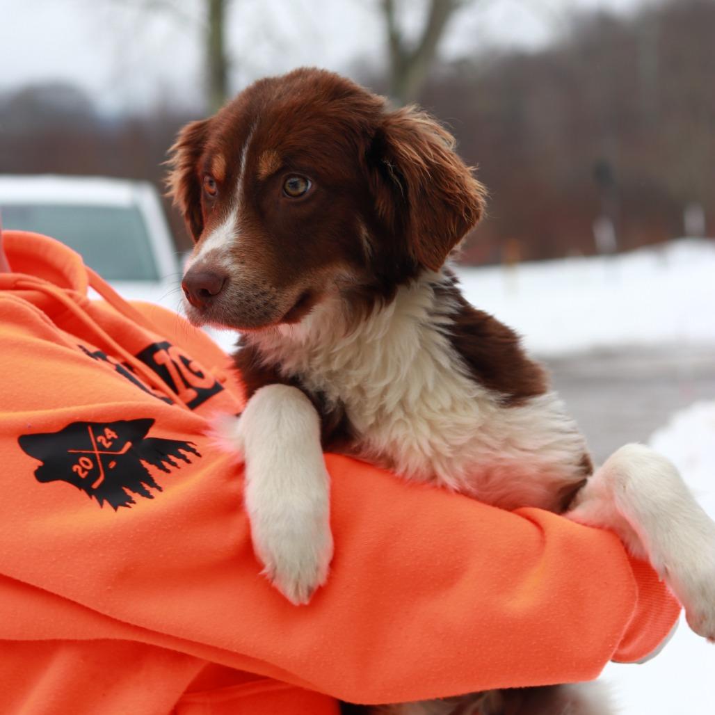 Enlarge CT Ying, a Adoptable Australian Shepherd in Eastford, CT image 5/5