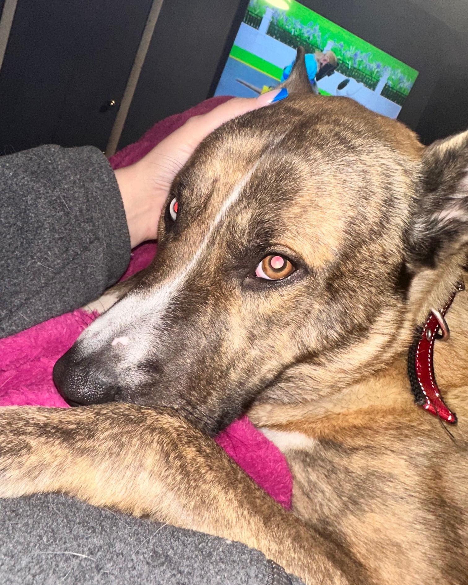 Enlarge Scooby, a ADOPTABLE mixed breed in Egg Harbor City, NJ image 2/2