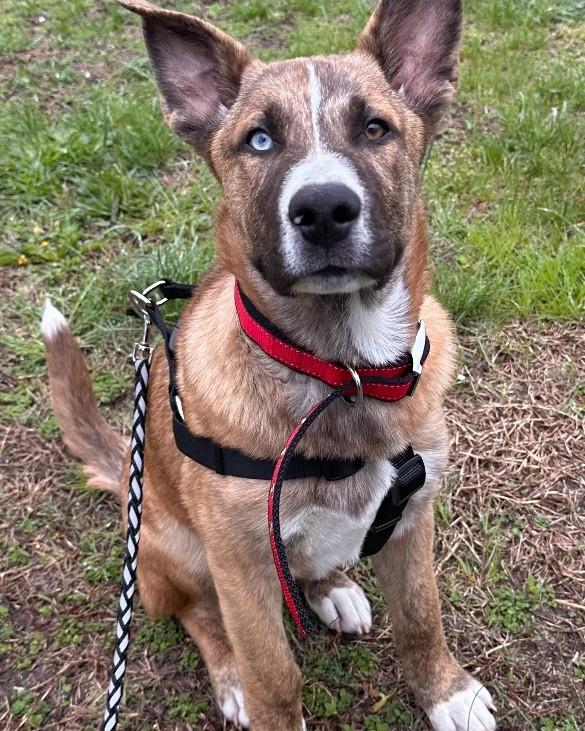 Scooby, ADOPTABLE, Young Male Husky & American Staffordshire Terrier.