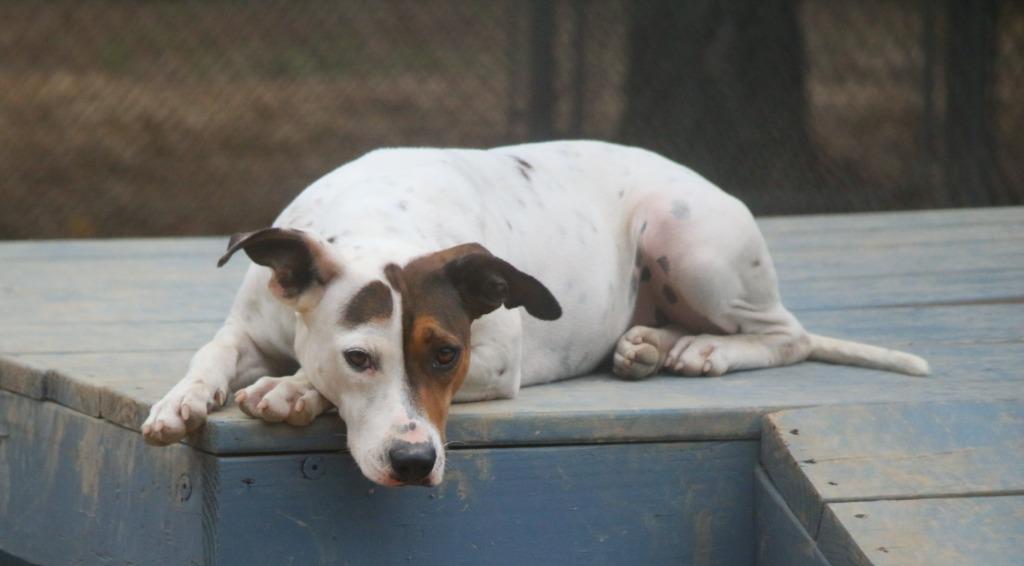 Enlarge Chloe 25, a Adoptable mixed breed in Brookhaven, MS image 1/4