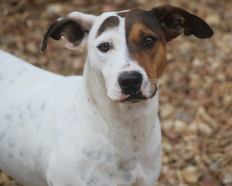 Enlarge Chloe 25, a Adoptable mixed breed in Brookhaven, MS image 2/4