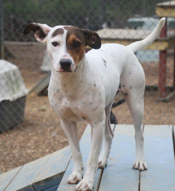 Enlarge Chloe 25, a Adoptable mixed breed in Brookhaven, MS image 3/4