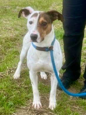 Enlarge Chloe 25, a Adoptable mixed breed in Brookhaven, MS image 4/4