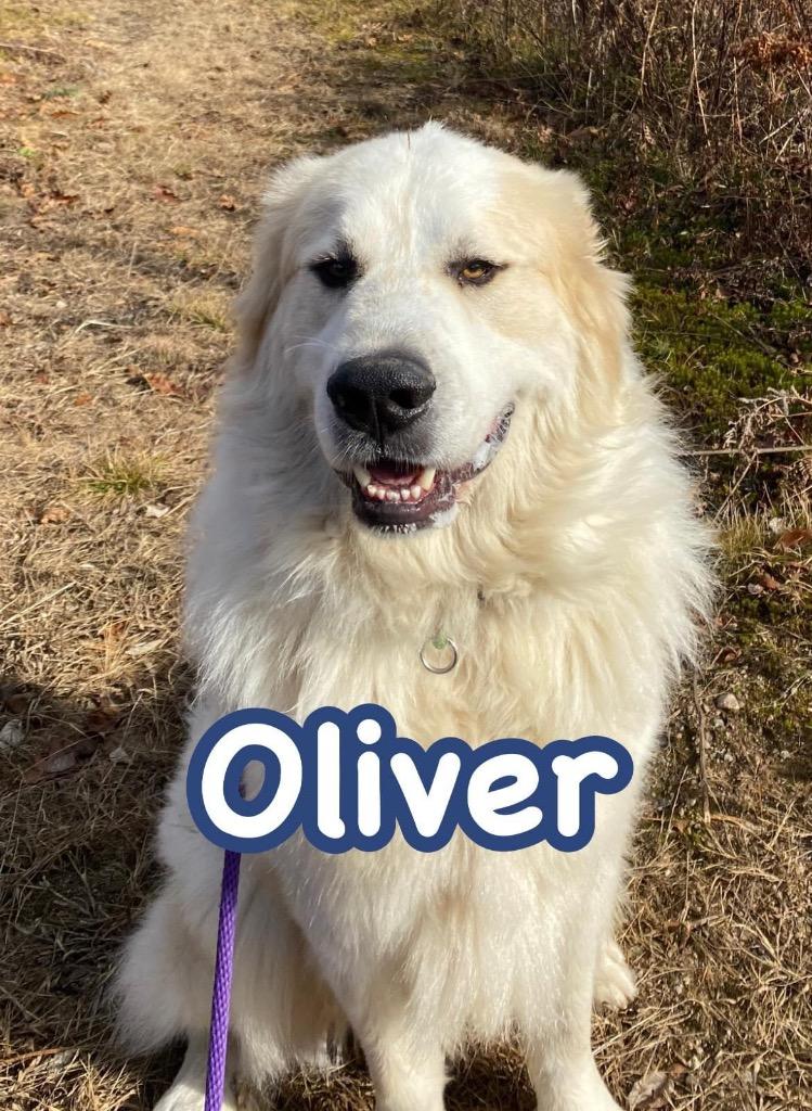 Oliver, Adoptable, Adult Male Great Pyrenees.