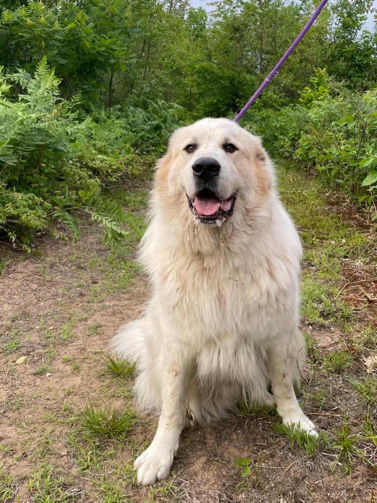 Enlarge Oliver, a Adoptable Great Pyrenees in Glenfield, NY image 2/6