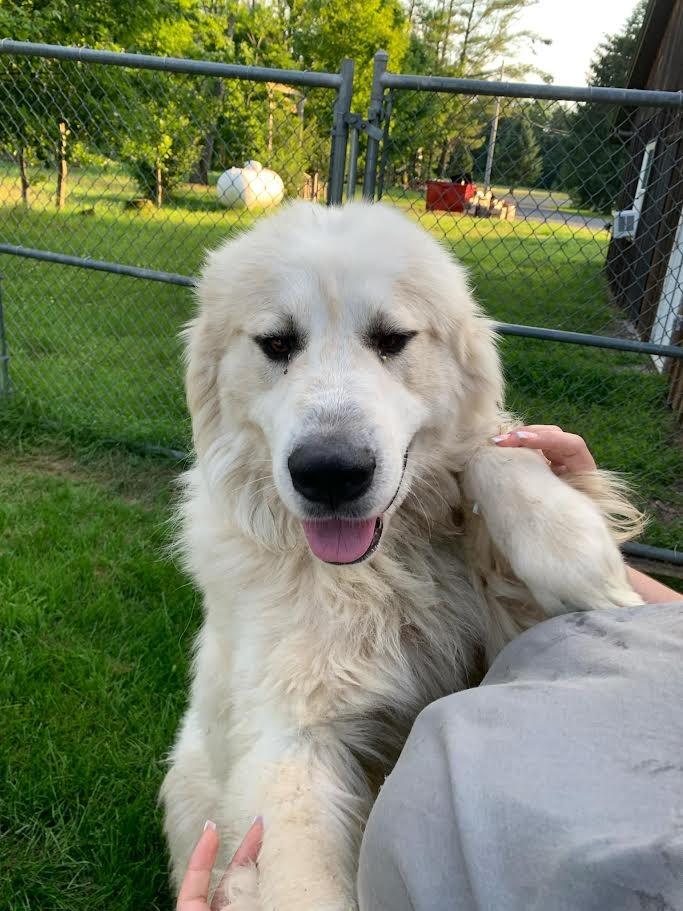 Enlarge Oliver, a Adoptable Great Pyrenees in Glenfield, NY image 3/6