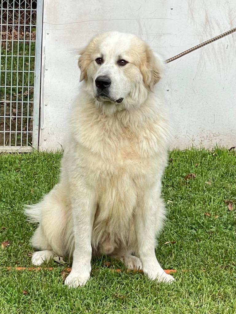 Enlarge Oliver, a Adoptable Great Pyrenees in Glenfield, NY image 4/6
