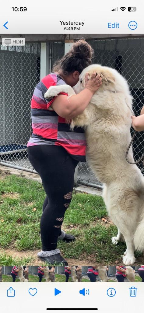 Enlarge Oliver, a Adoptable Great Pyrenees in Glenfield, NY image 5/6