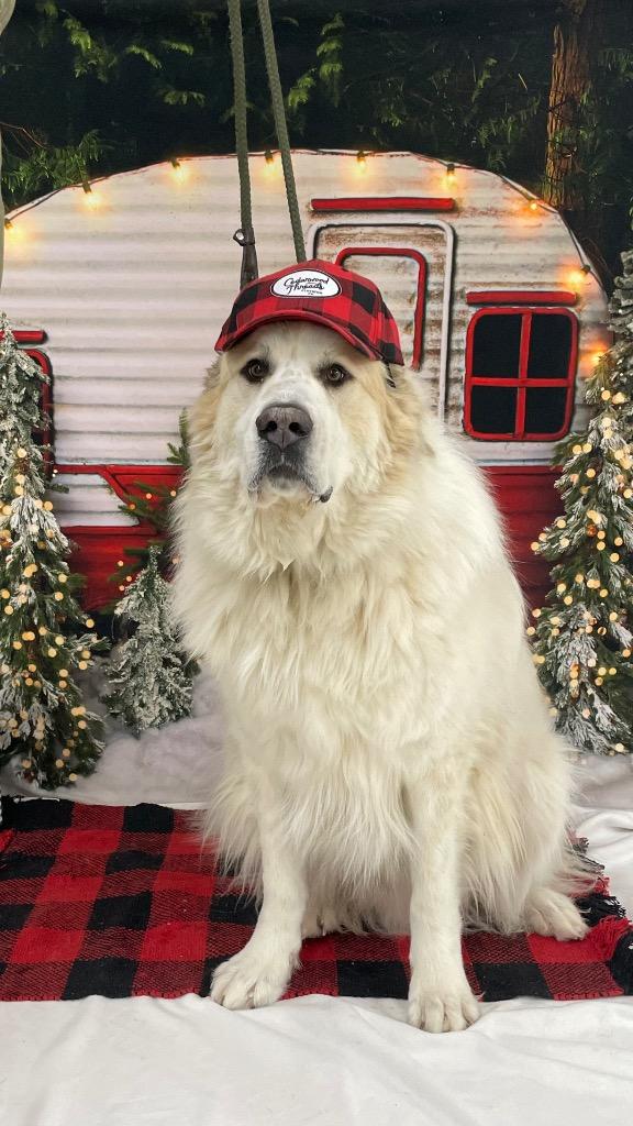 Enlarge Oliver, a Adoptable Great Pyrenees in Glenfield, NY image 6/6